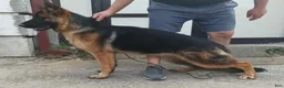 German Shepherd dogs for sale: German Shepherd 7 - Ad 11