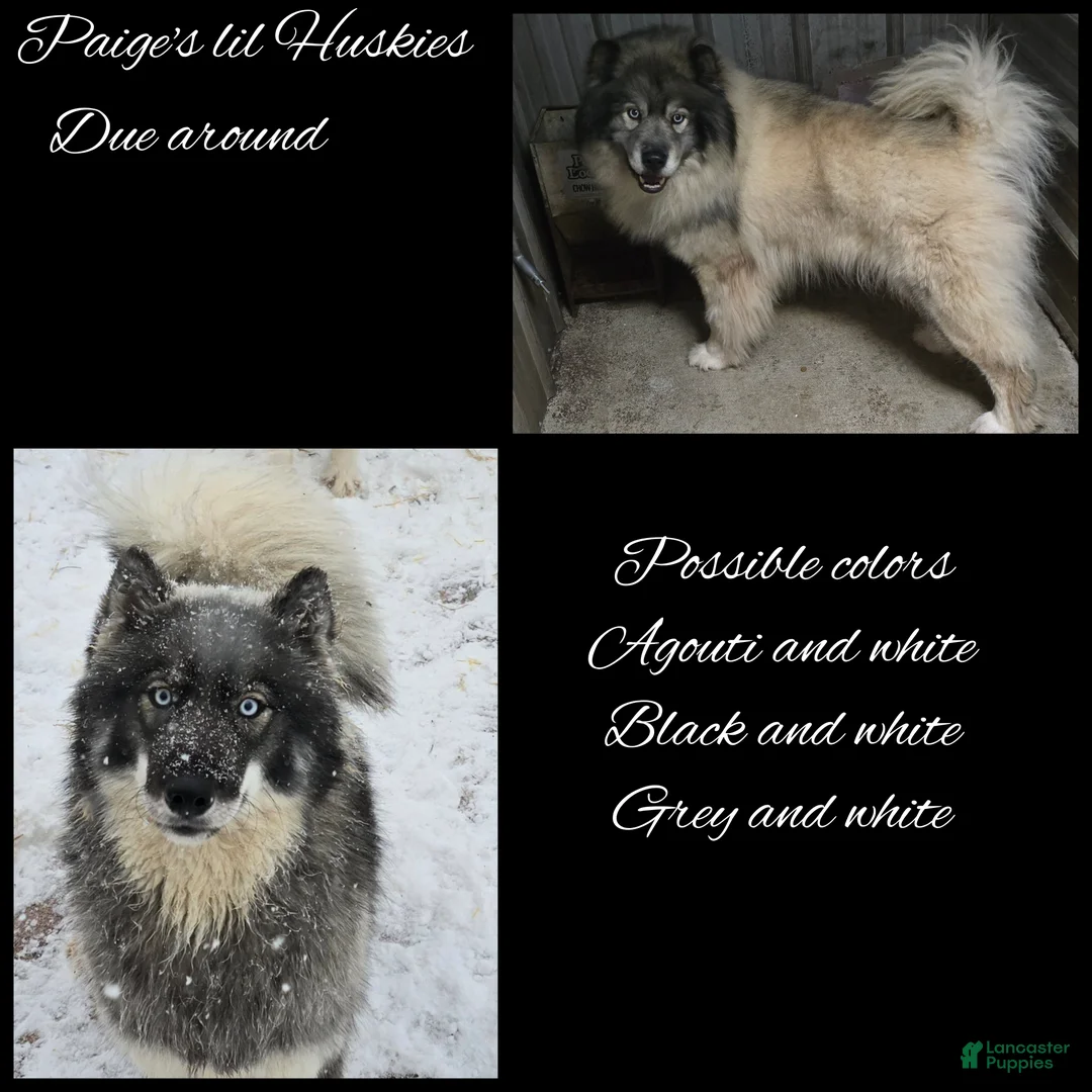 Siberian Husky dogs for sale: Latte  - Ad 6