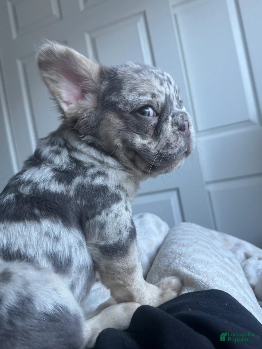 French Bulldog dogs for sale: Big Rope Lilac tan Merle Fluffy Male  - Ad 20