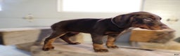 Doberman Pinscher dogs for sale: Doberman Pinscher Puppy 1 Jenny - Ad 5