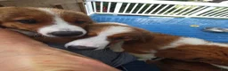 Mixed Breed dogs for sale: Marley - Ad 46