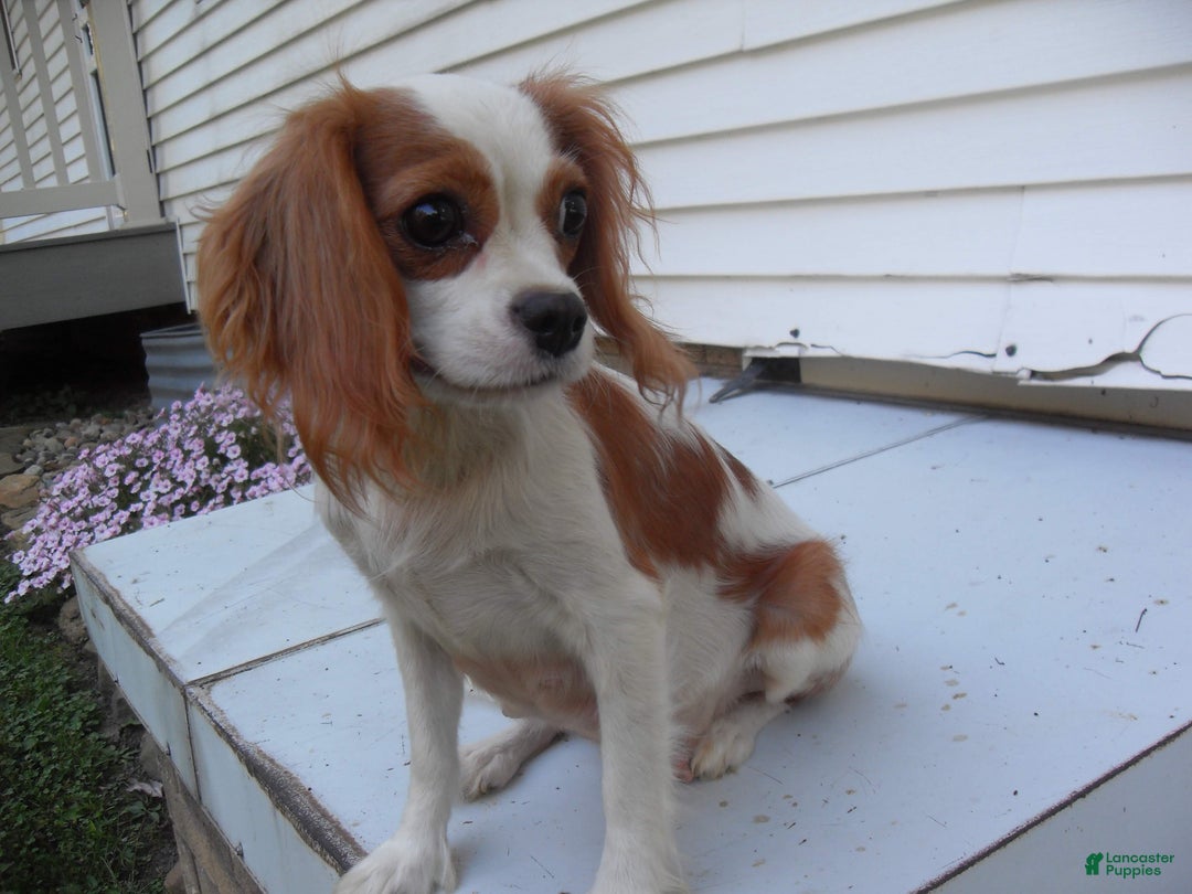 Cavapoo dogs for sale: Mochi - Ad 16