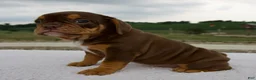 Beabull dogs for sale: Nora - Ad 3