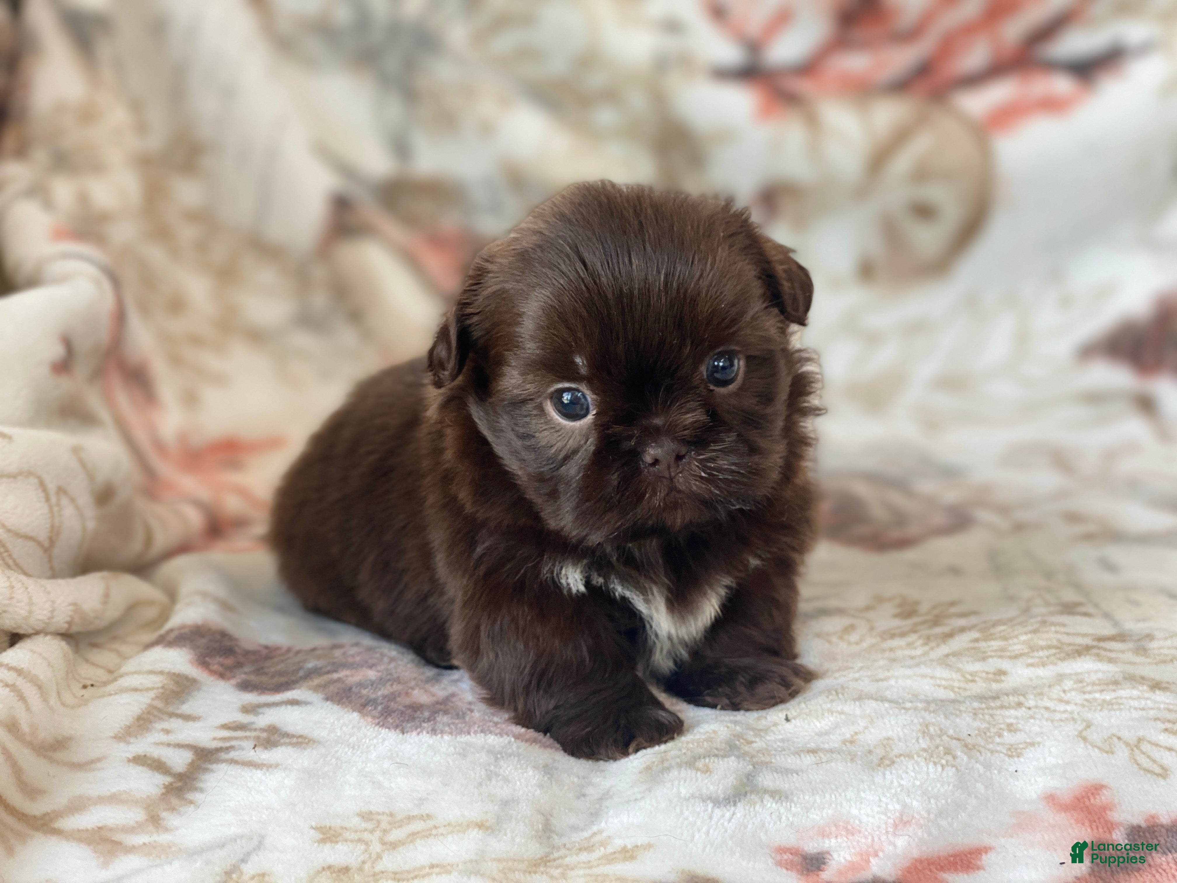 Shih Tzu dogs Mocha - Ad 1