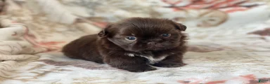 Mocha