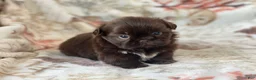 Shih Tzu dogs for sale: Mocha - Ad 1
