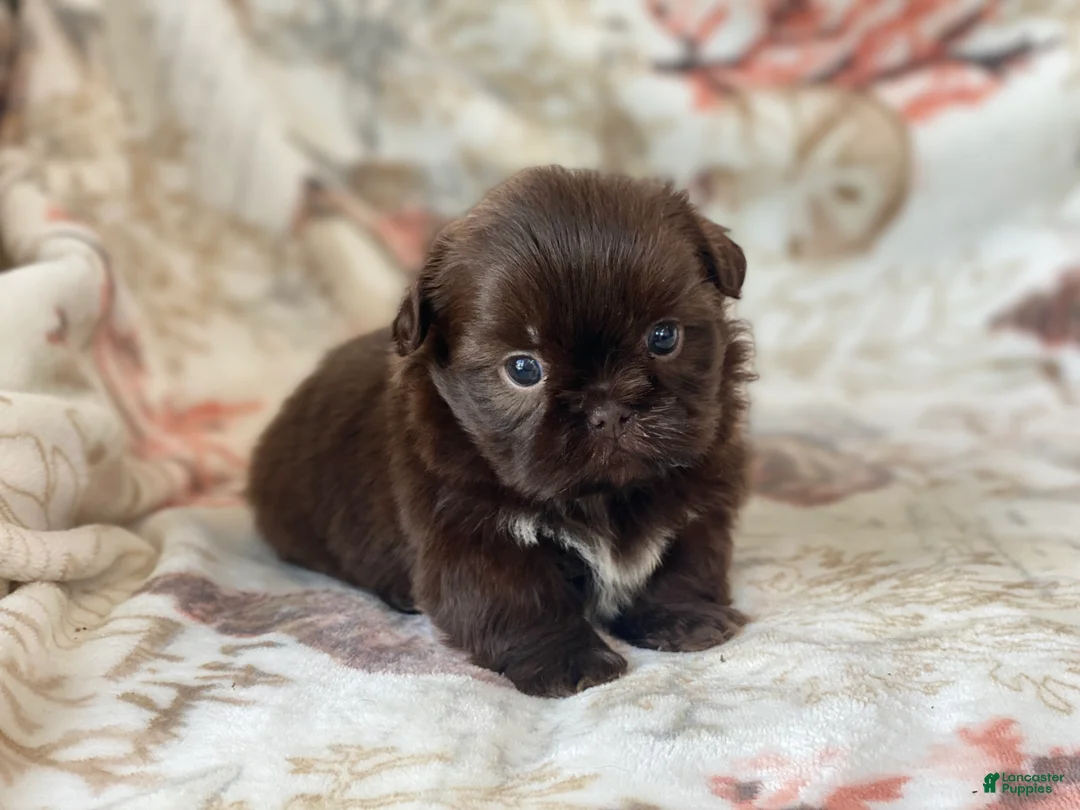 Shih Tzu dogs for sale: Mocha - Ad 1