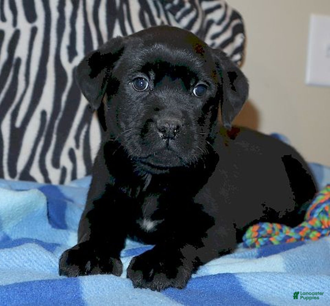 Mixed Breed dogs for sale: Wendy - Ad 2