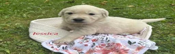 Golden Retriever dogs for sale: Jessica  - Ad 2