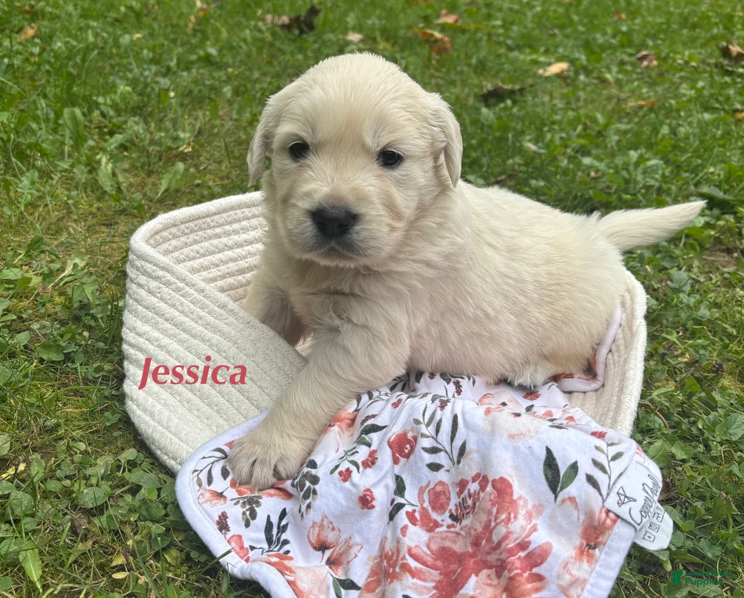 Golden Retriever dogs for sale: Jessica  - Ad 2