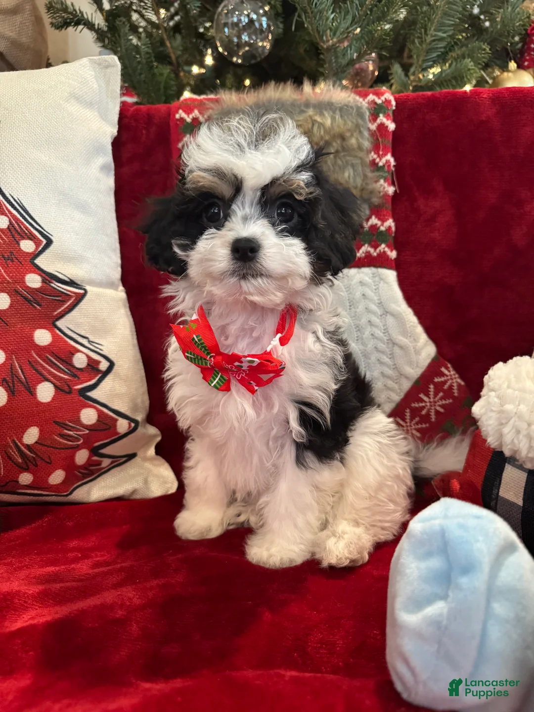 Cavapoo dogs for sale: Mistletoe - Ad 3