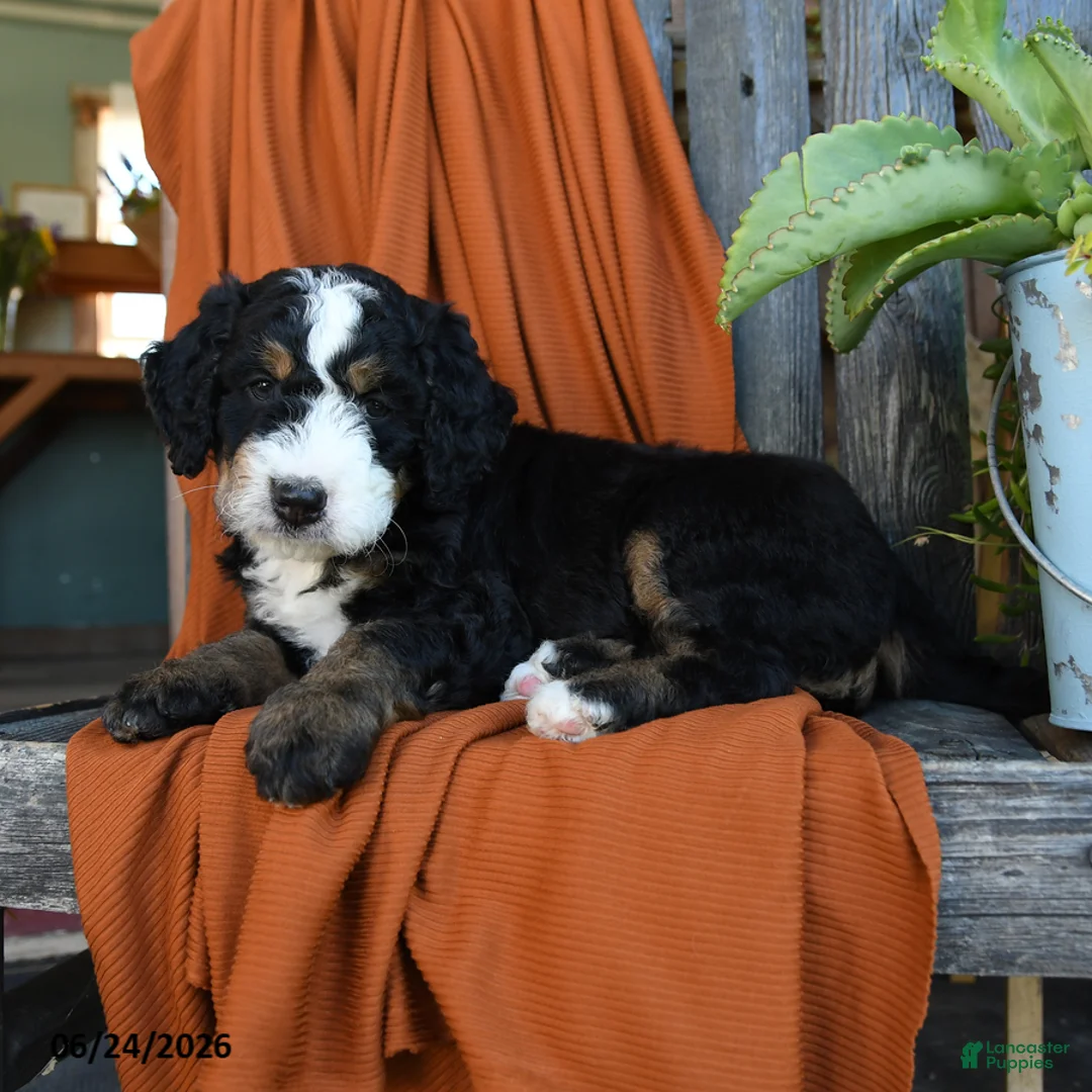 Bernedoodle dogs for sale: Quest - Ad 2