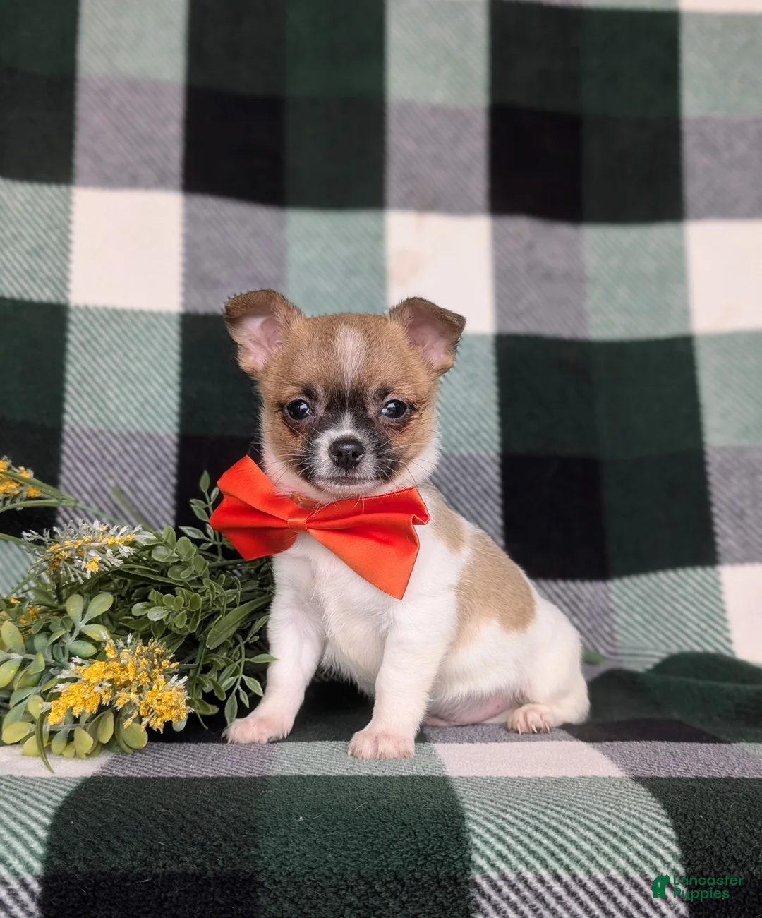 Chihuahua dogs for sale: Jedd 6 lbs Full Grown - Ad 1