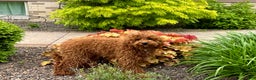 Cavapoo dogs for sale: Justin - Ad 12