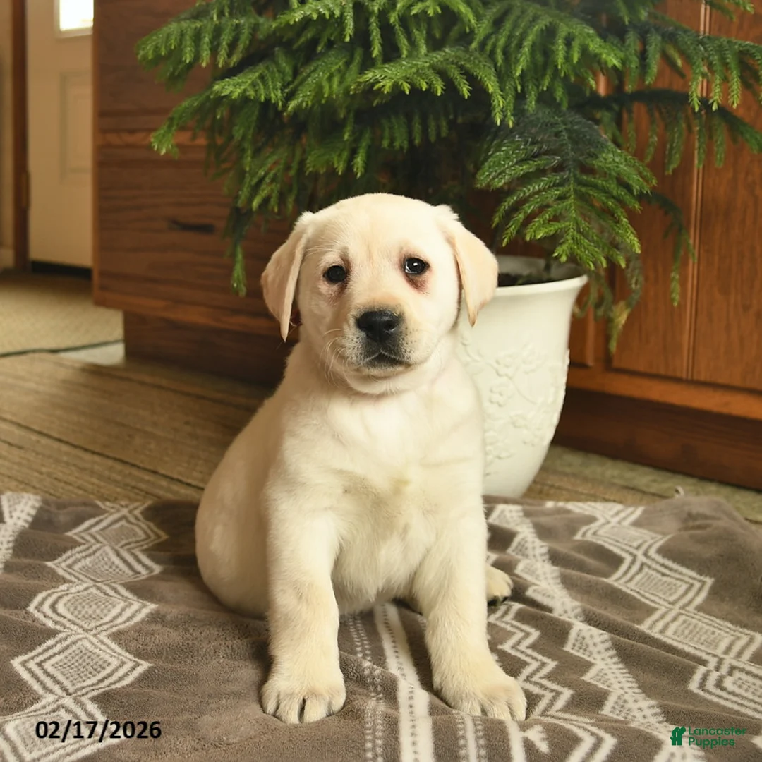 Labrador Retriever dogs for sale: Ginger  - Ad 2