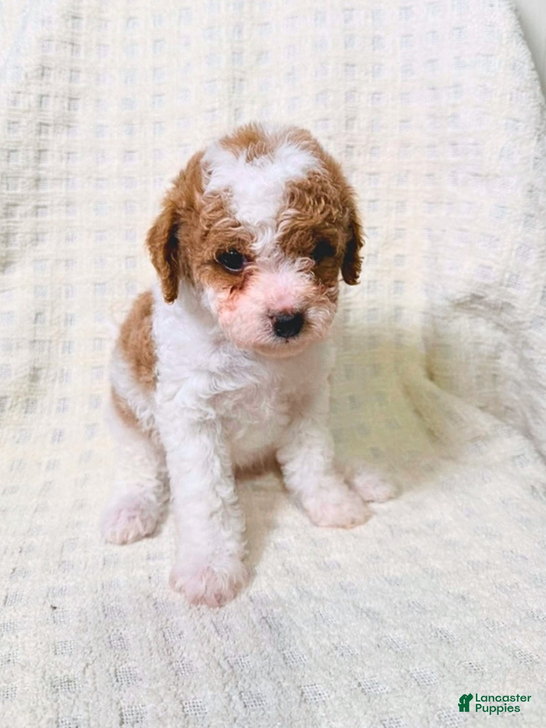 Cavapoo dogs for sale: Sugar - Ad 4