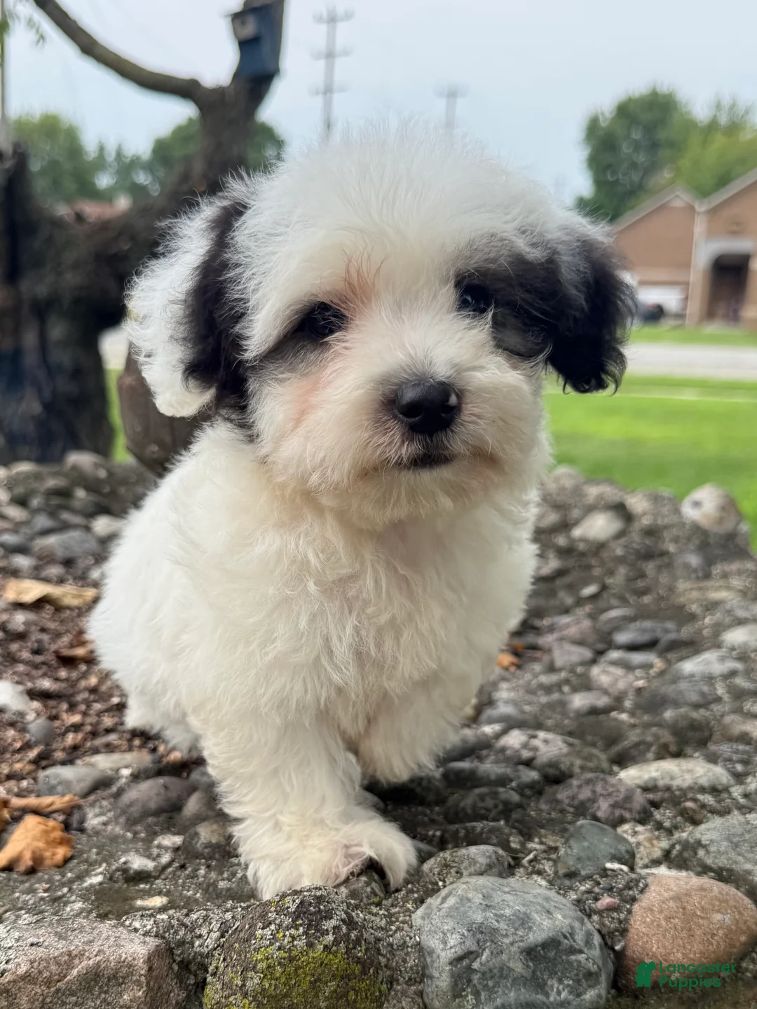 Miniature Poodle dogs for sale: Otto - Ad 8