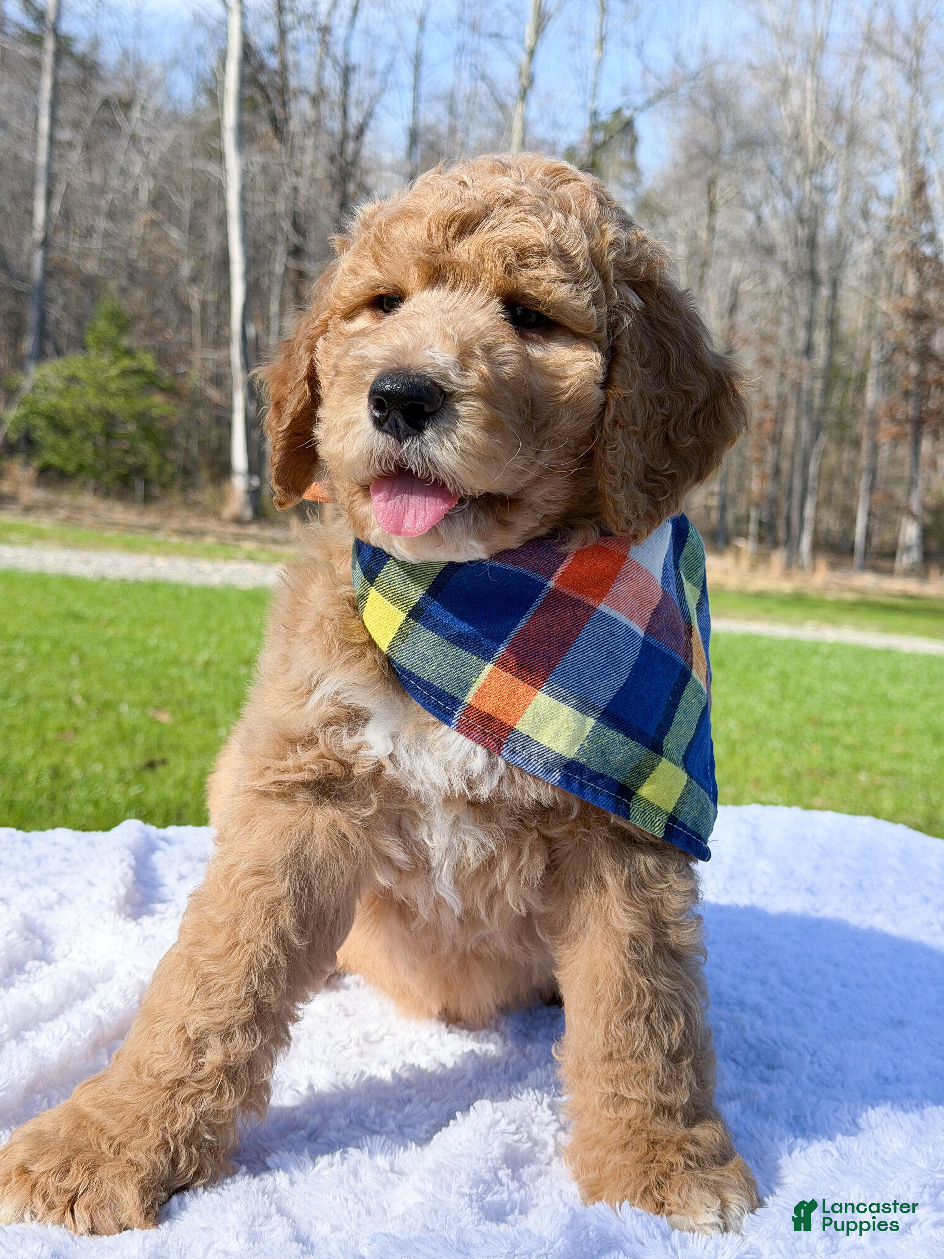 Goldendoodle dogs Raleigh - Ad 1