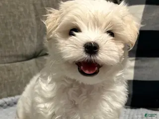 Maltese dogs Maltese Puppy 1 - Ad 39