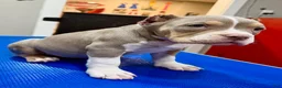 American Bully dogs for sale: Astra - Ad 3