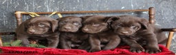 Labrador Retriever dogs for sale: Kash - Ad 3