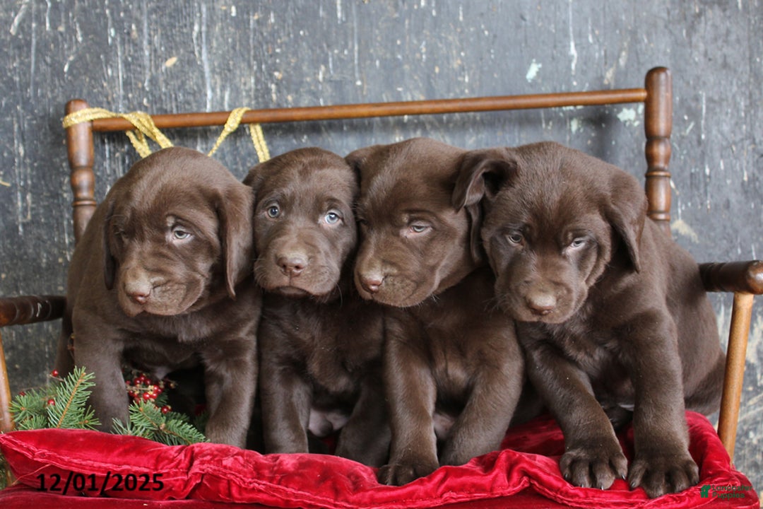 Labrador Retriever dogs for sale: Kash - Ad 3