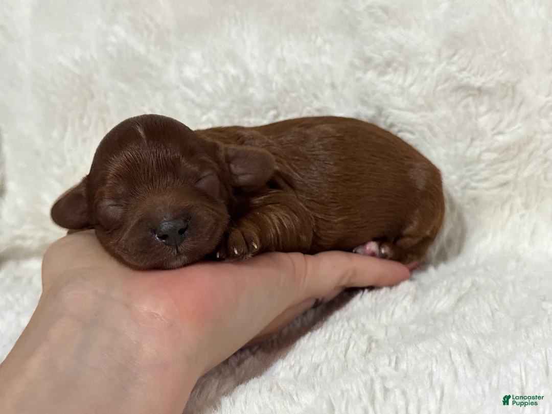 Cavapoo dogs for sale: Ruby - Ad 1