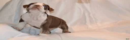 English Bulldog dogs for sale: Bully (Chocolate Trindle) - Ad 9
