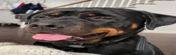 Mixed Breed dogs for sale: Mixed Breed 1 - Ad 6