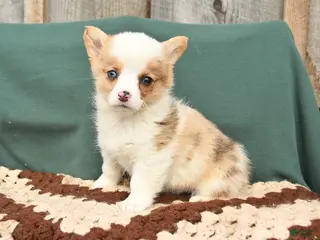 Welsh Corgi Pembroke dogs for sale: Hana - Ad 3