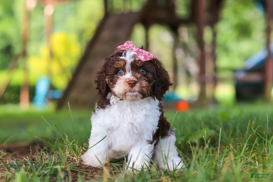Cavapoo dogs for sale: Chloe - Ad 2