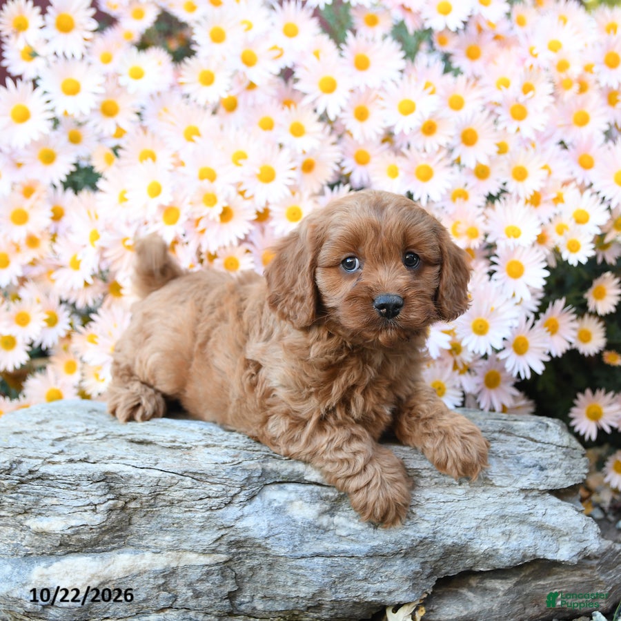 Cavapoo dogs for sale: Tater - Ad 1