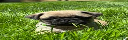 Pug dogs for sale: Niky - Ad 1