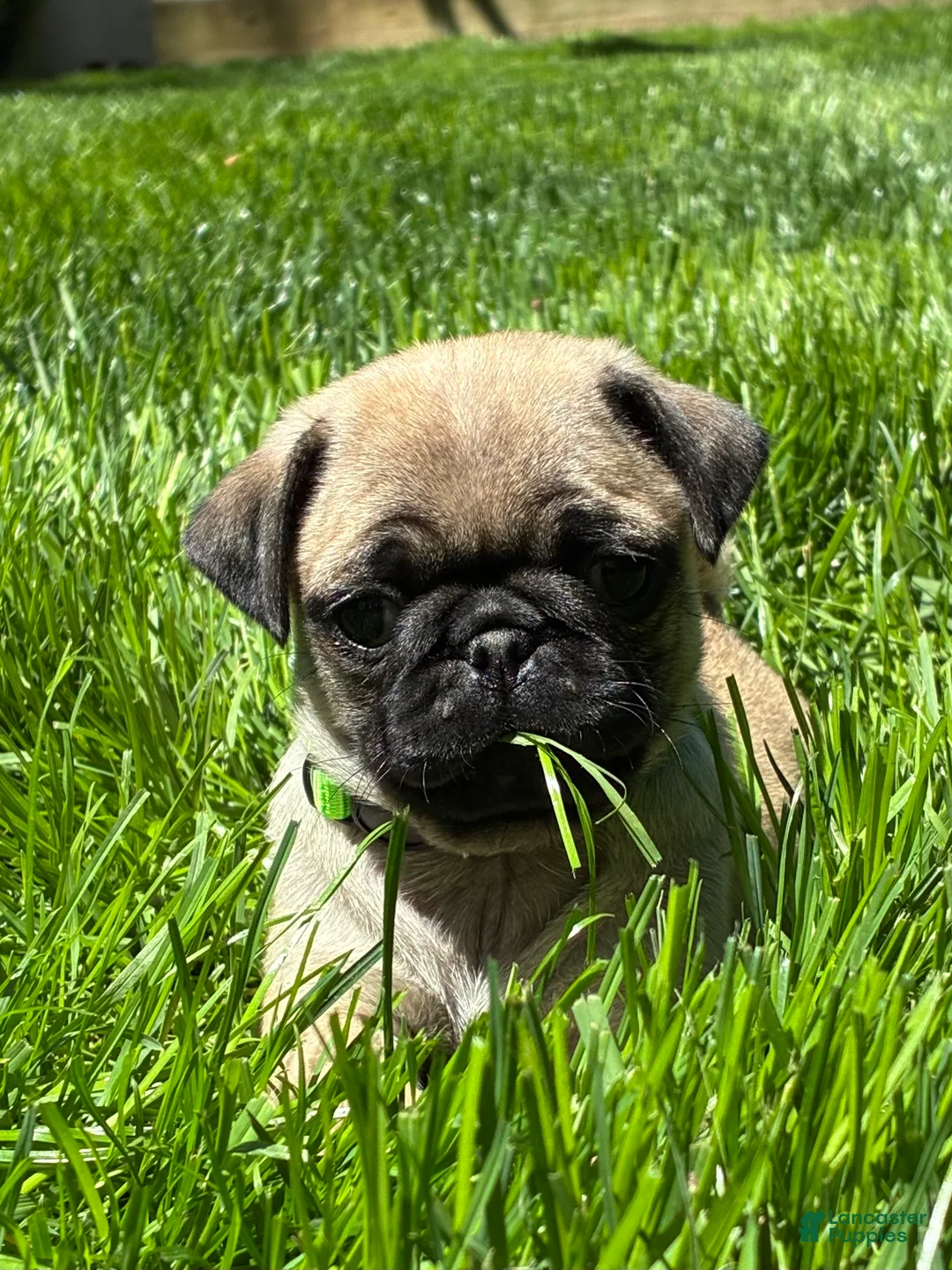 Pug dogs for sale: Niky - Ad 1
