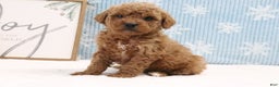 Mini Goldendoodle dogs for sale: Kobie - Ad 1
