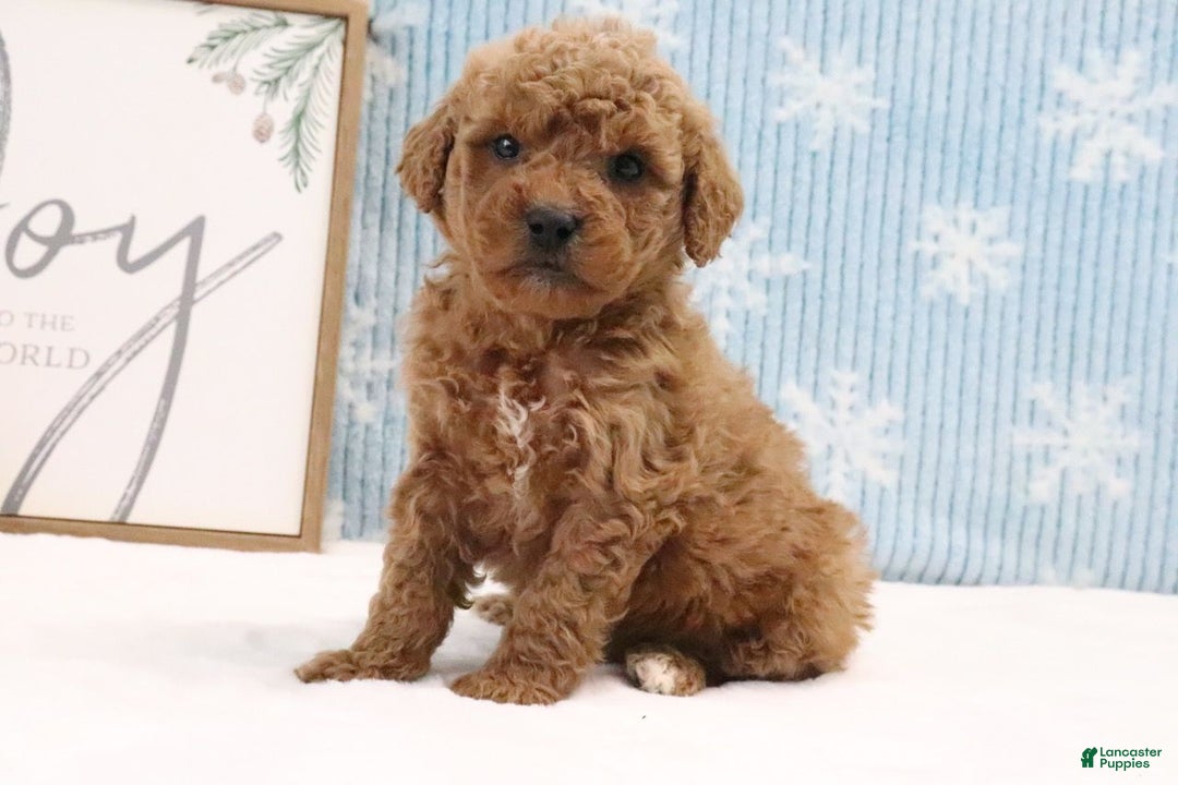Mini Goldendoodle dogs for sale: Kobie - Ad 1