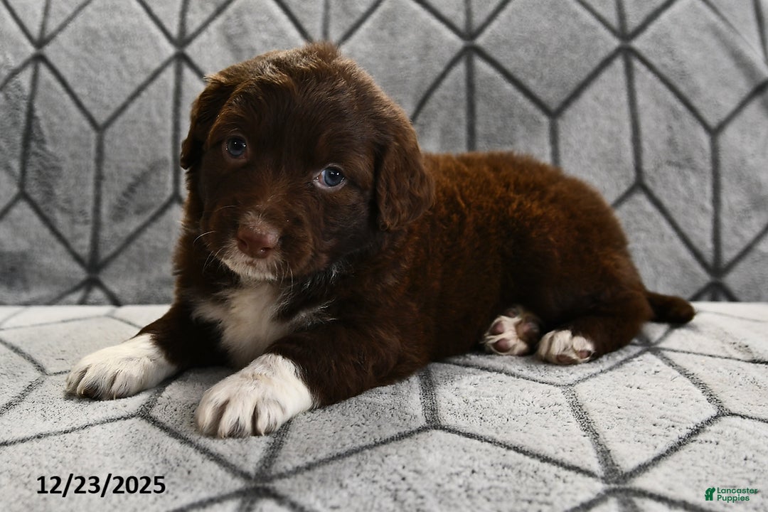 Portuguese Water Dog dogs for sale: Dusky - Ad 14