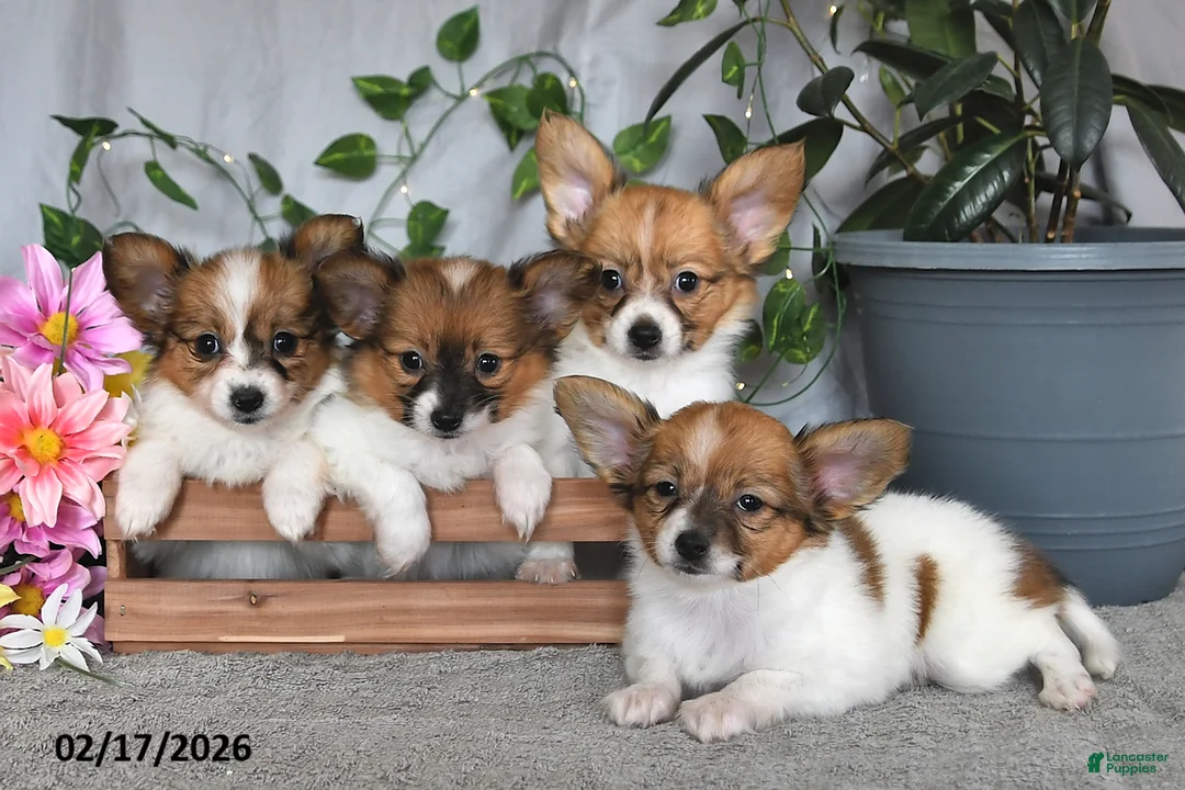 Papillon dogs for sale: Daisy - Ad 3