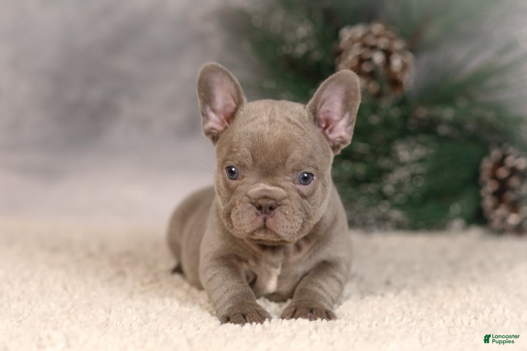 French Bulldog dogs for sale: Brent - Ad 3
