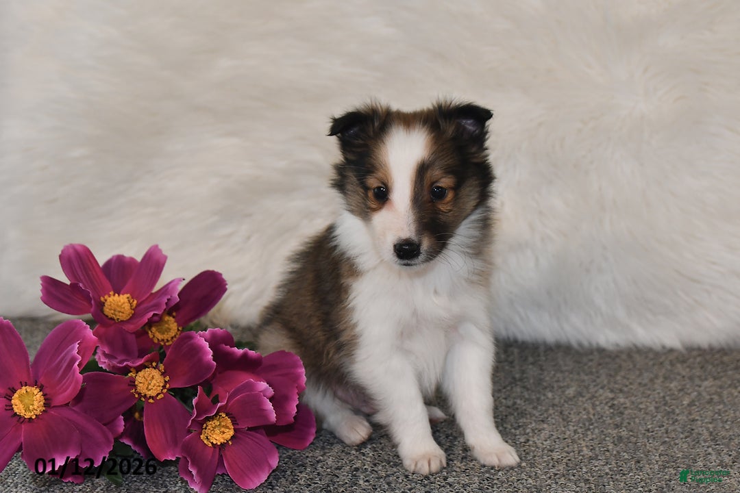 Shetland Sheepdog dogs for sale: Silas - Ad 2