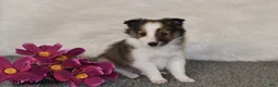 Shetland Sheepdog dogs for sale: Silas - Ad 2