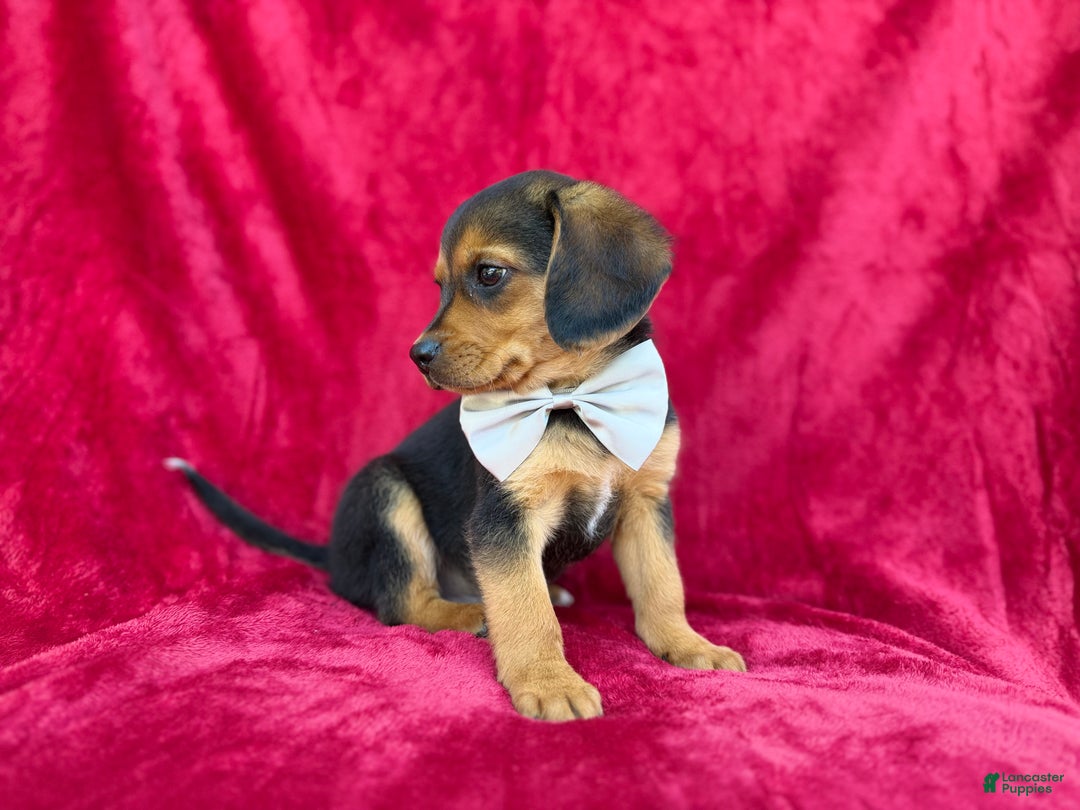 Beagle dogs for sale: Goose - Ad 3