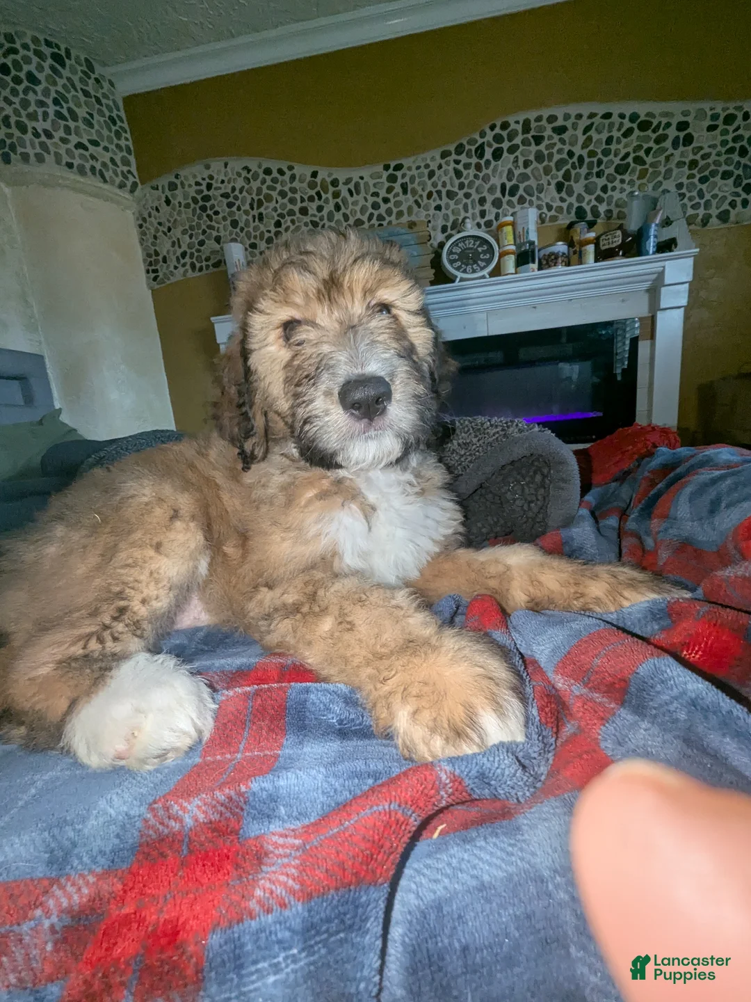Mixed Breed dogs for sale: Carmon - Ad 2
