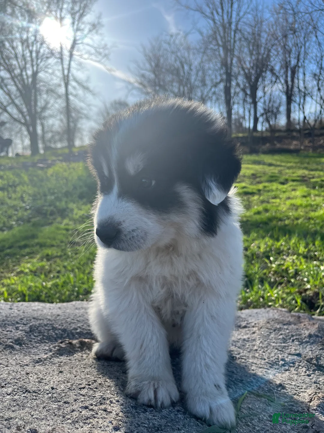 Great Pyrenees dogs for sale:  Leefy - Ad 2