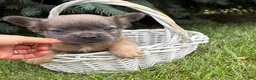 French Bulldog dogs for sale: Doc fluffy - Ad 5