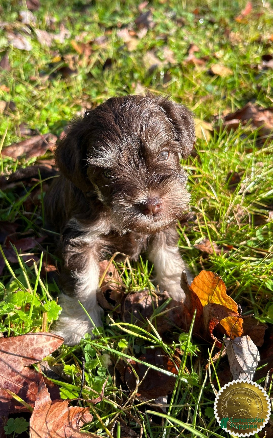 Miniature Schnauzer dogs for sale: Miniature Schnauzer Puppy 3 - Ad 20