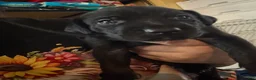 Xoloitzcuintle dogs for sale: Batman and Luke cage (two male coated pups separate litter) - Ad 21