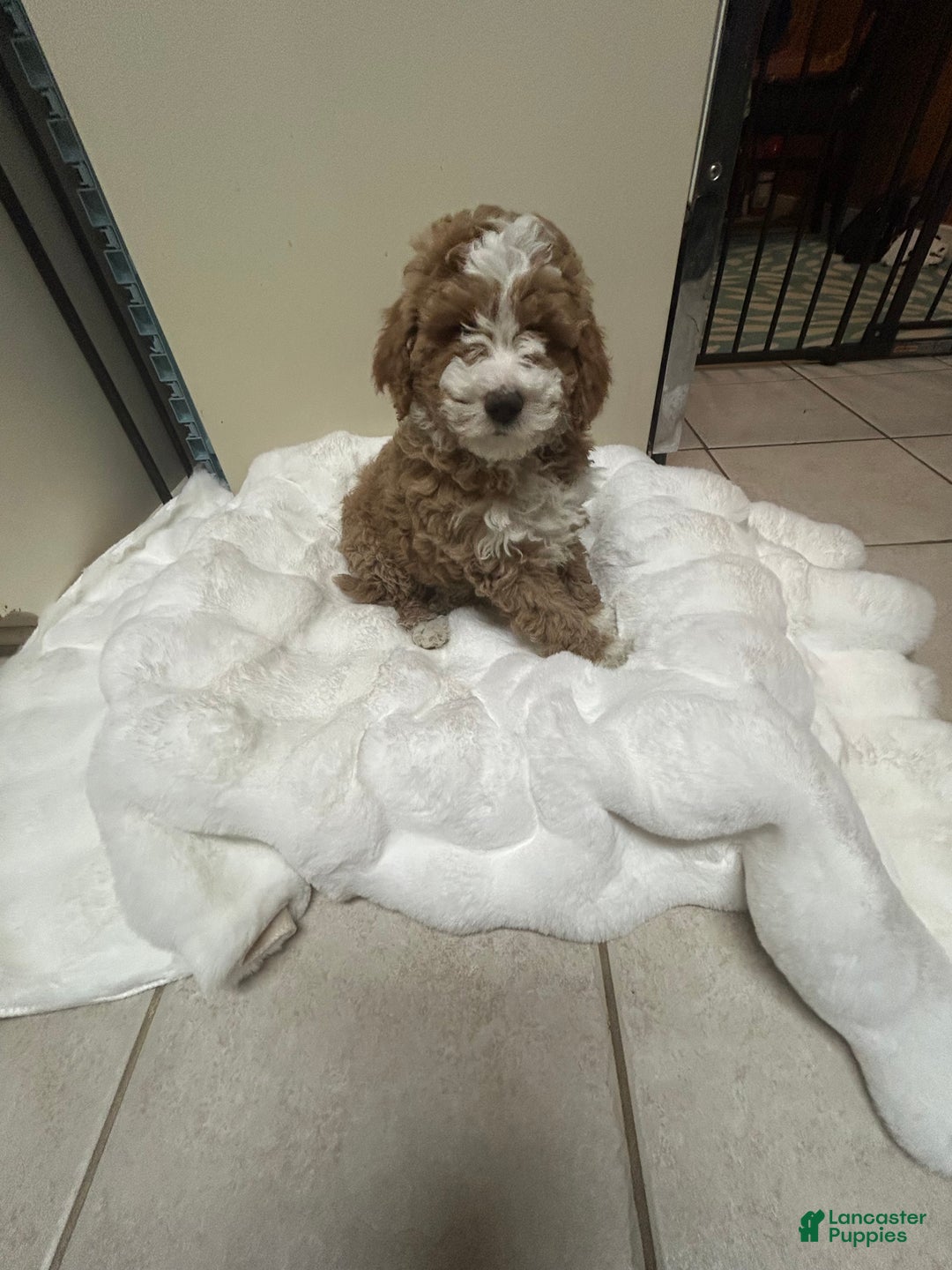 Mini Goldendoodle dogs for sale: Petite Tuxedo Mini Goldendoodle Miss Perfection - Ad 3