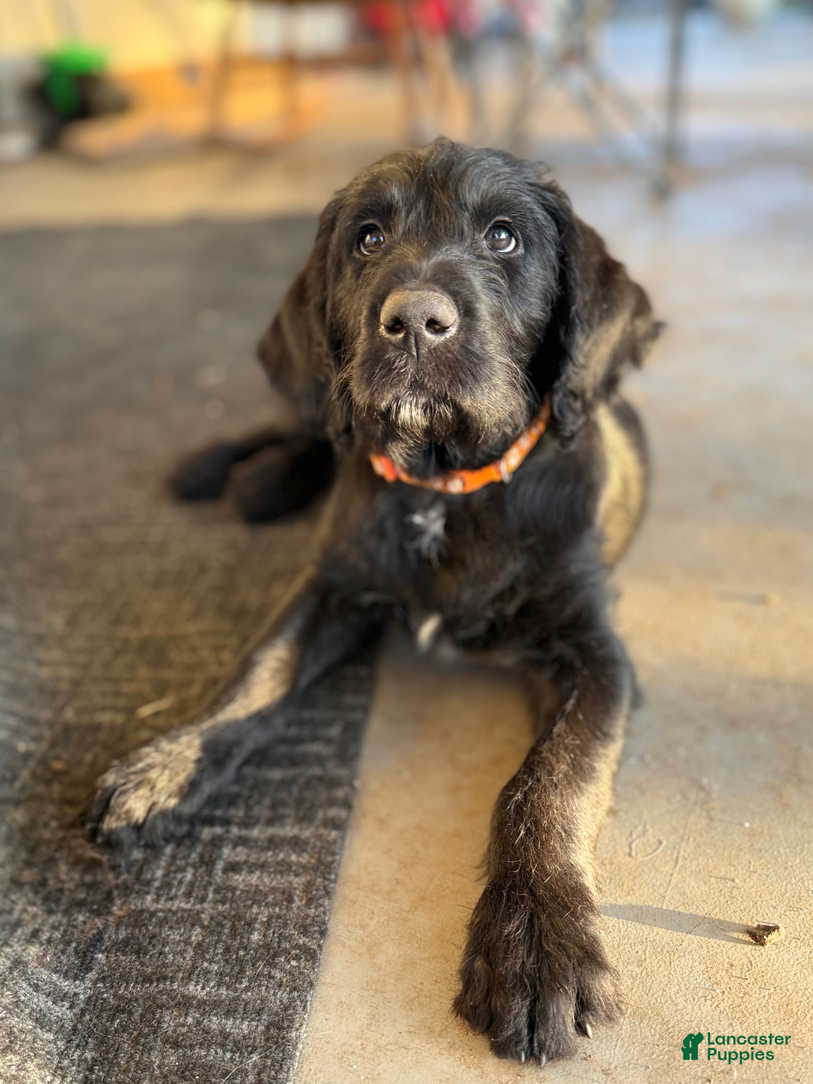 Labradoodle dogs Labradoodle Orange - Ad 1