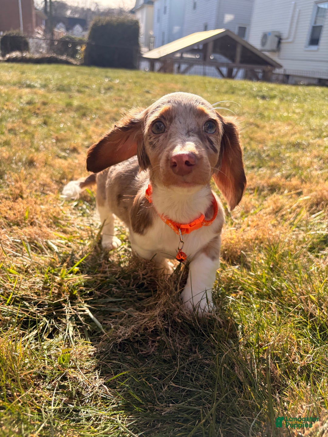 Miniature Dachshund dogs for sale: Scooby Doo - Ad 3